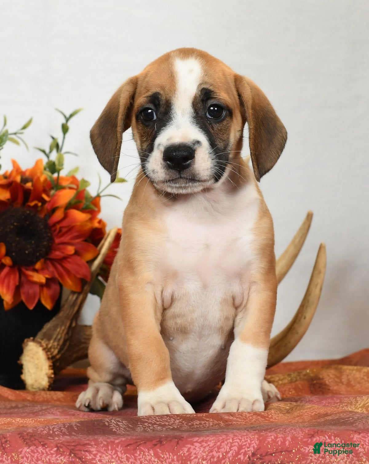 Boxer Pitbull Mix Beagle Boxer Mix Puppies For Sale Boxer Beagle
