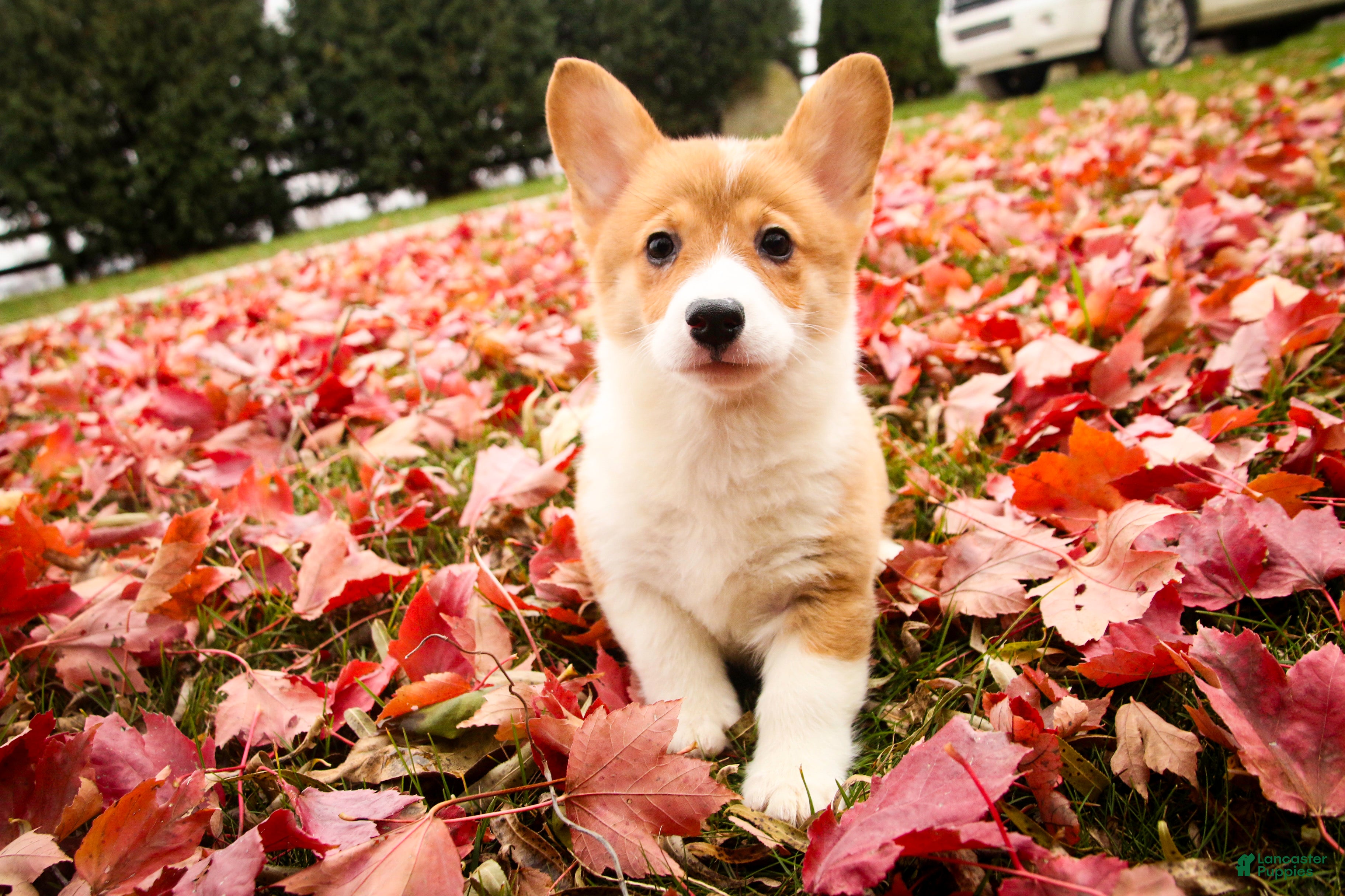 Welsh Corgi Pembroke dogs Steele - Ad 13