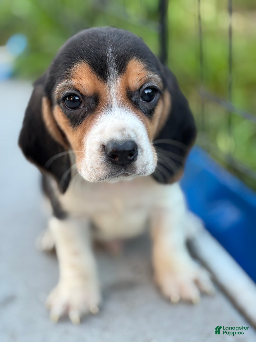 Beagle dogs for sale: Gus - Ad 8