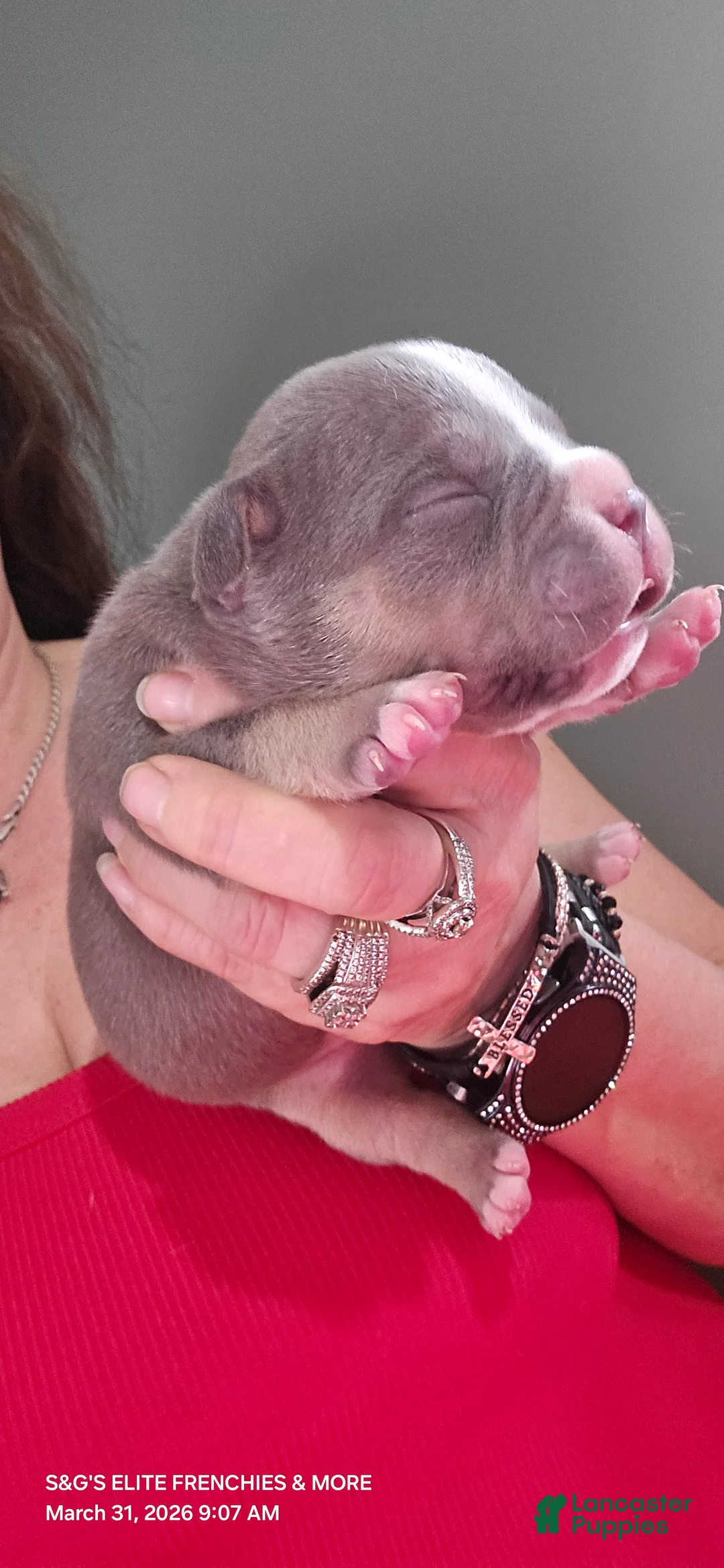 American Bully dogs for sale: Godzilla  - Ad 2