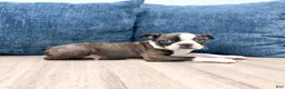 Boston Terrier dogs for sale: Finn - Ad 3