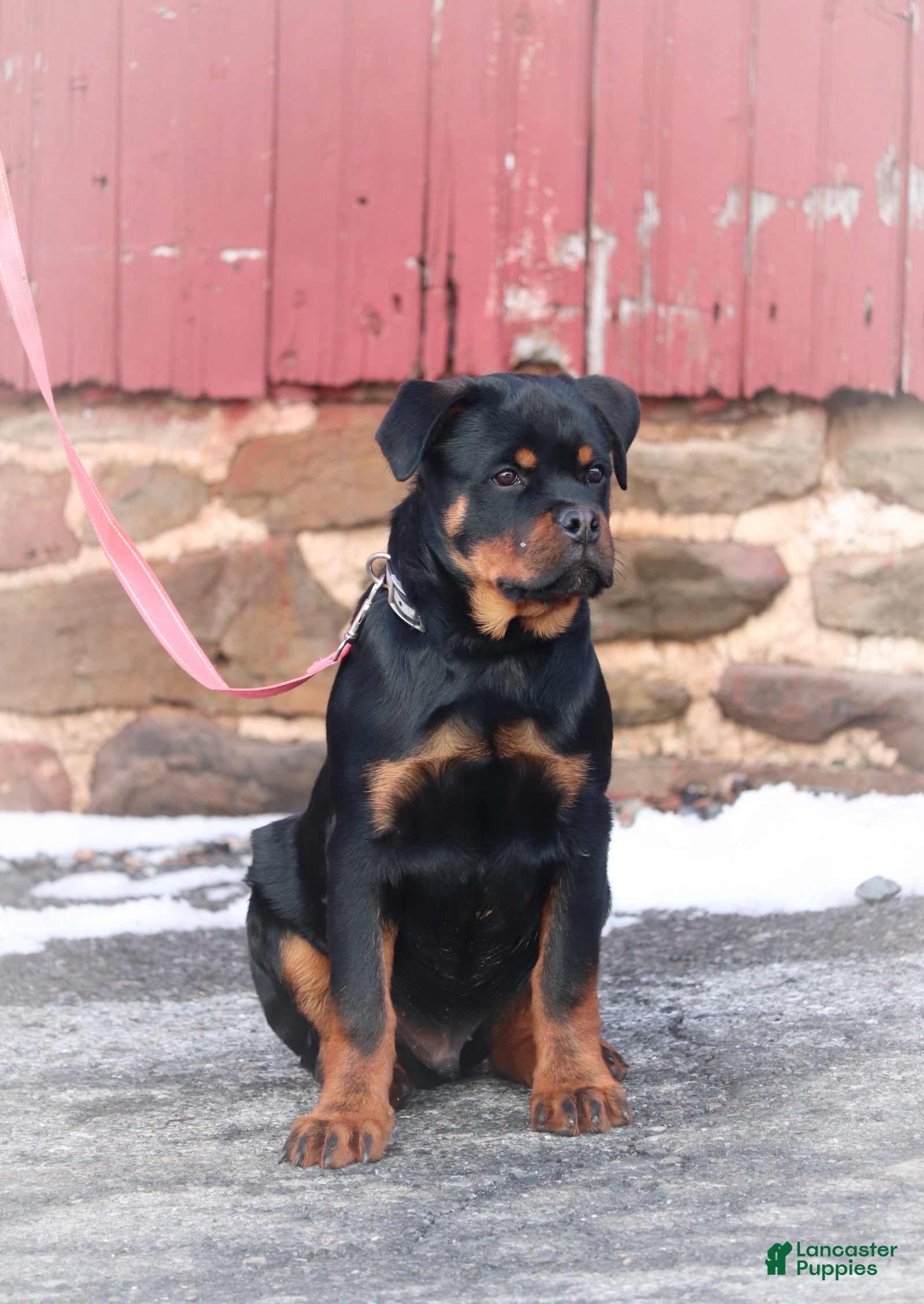 Rottweiler dogs Simba w/ LONG TAIL - Ad 2