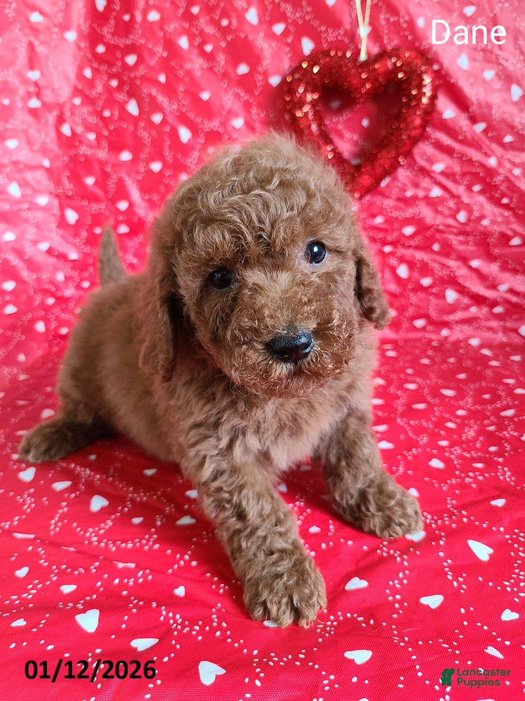 Bichpoo dogs for sale: Dane - Ad 1