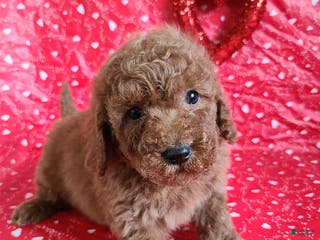 Bichpoo dogs Dane - Ad 4