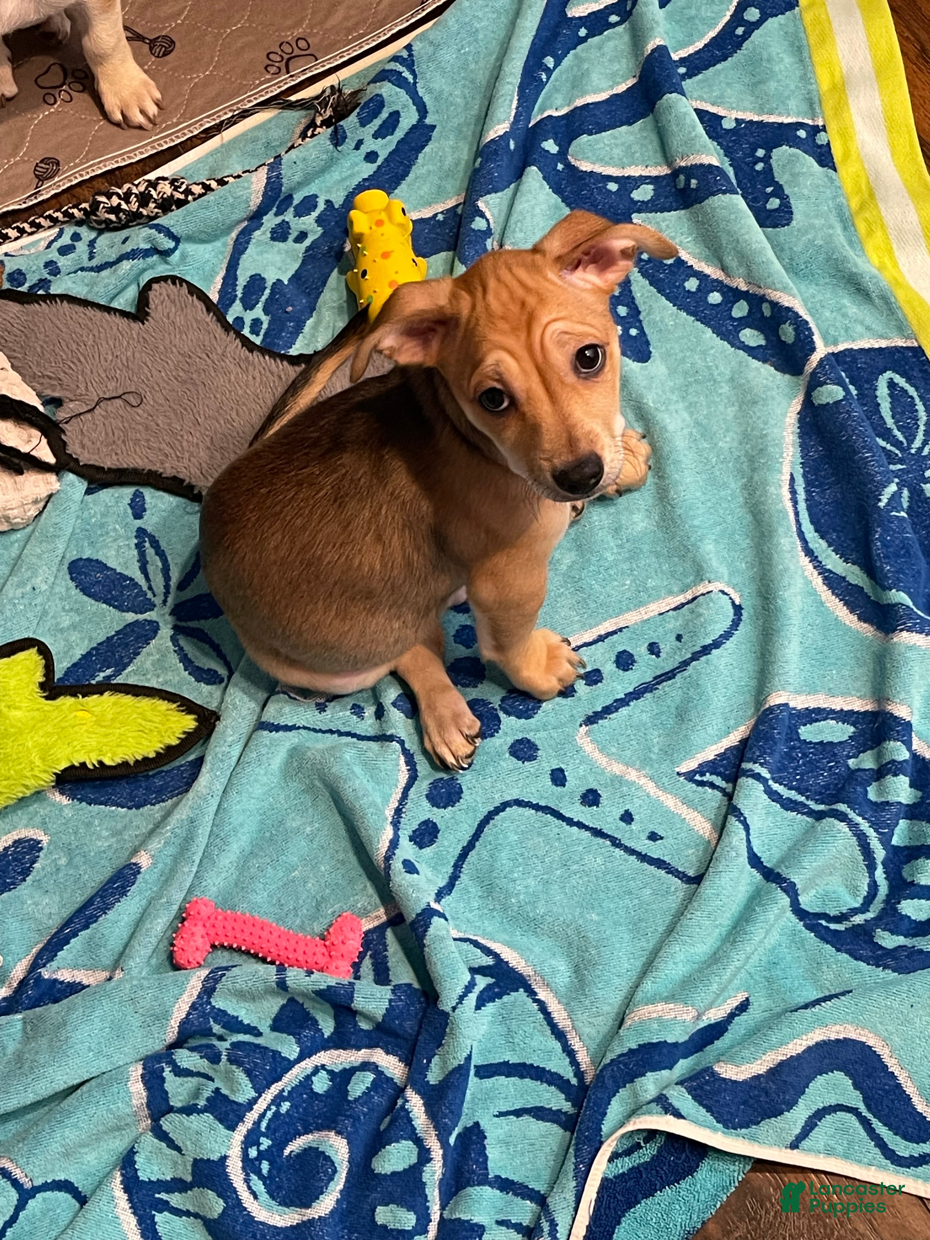 Chihuahua dogs Chihuahua 3 - Ad 1