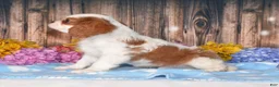 Cavalier King Charles Spaniel dogs for sale: Jackson - Ad 3