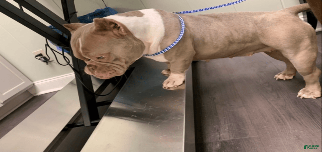 Gallery Image {{count}}