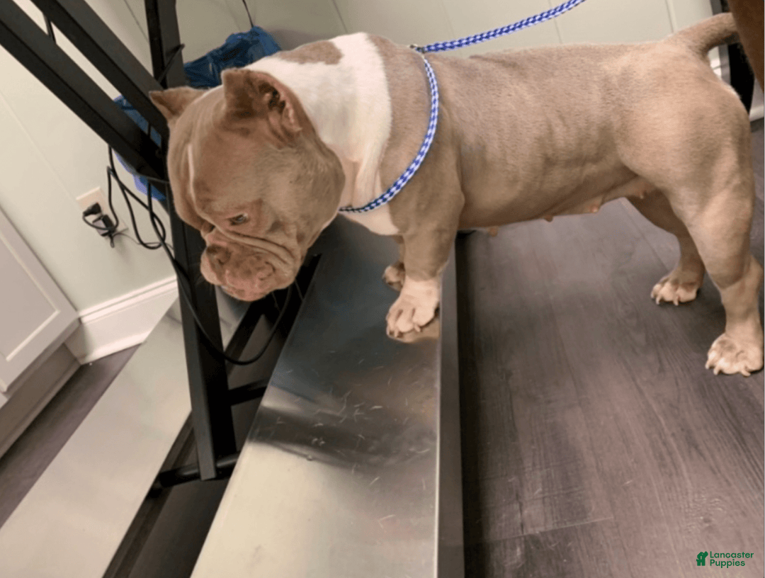 Gallery Image {{count}}