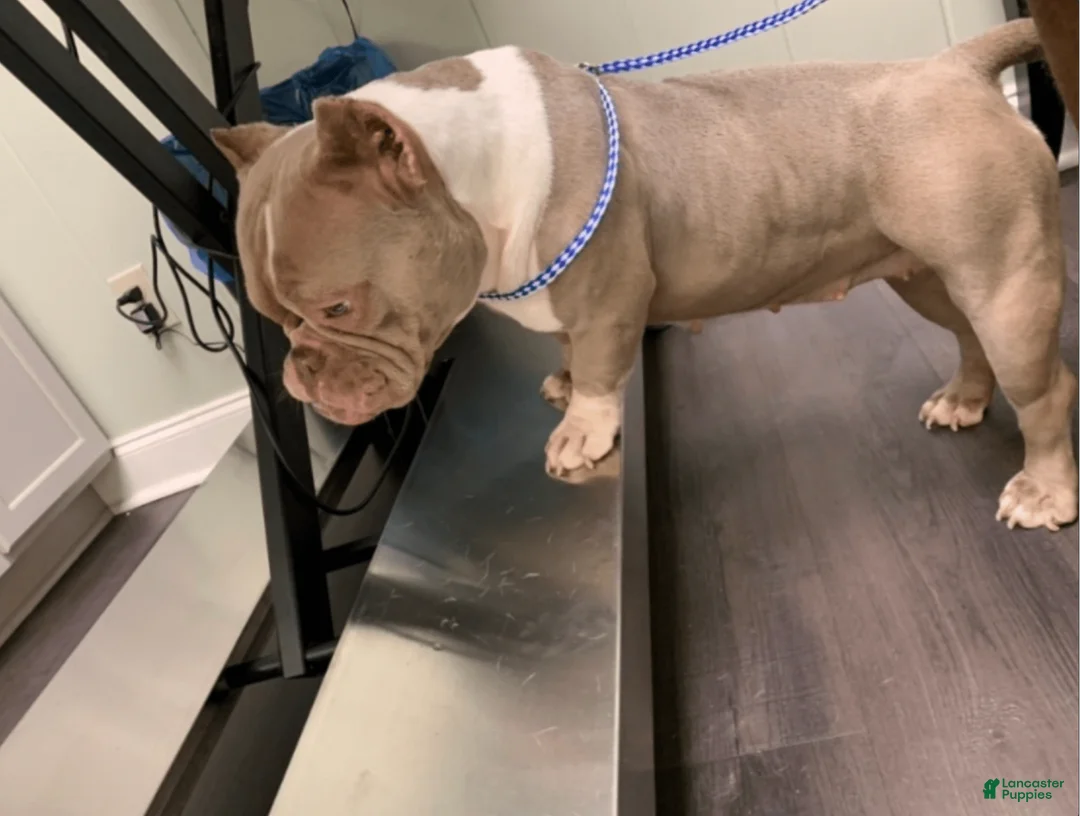 Gallery Image {{count}}