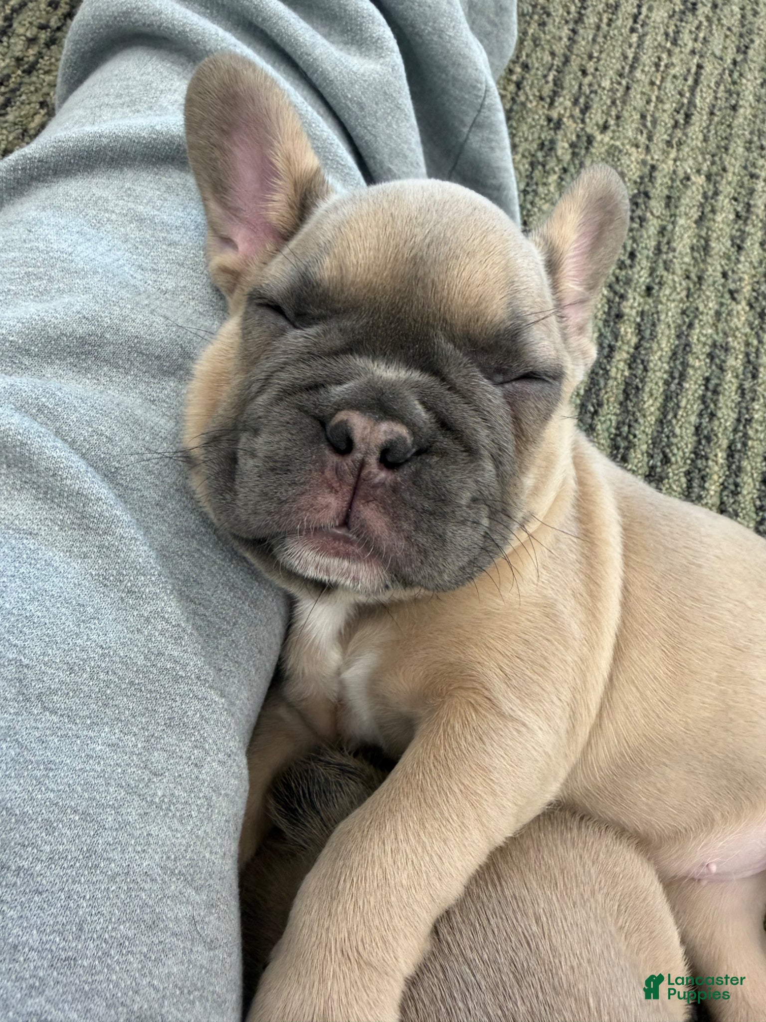 French Bulldog dogs French Bulldog Puppy 2 - Ad 2