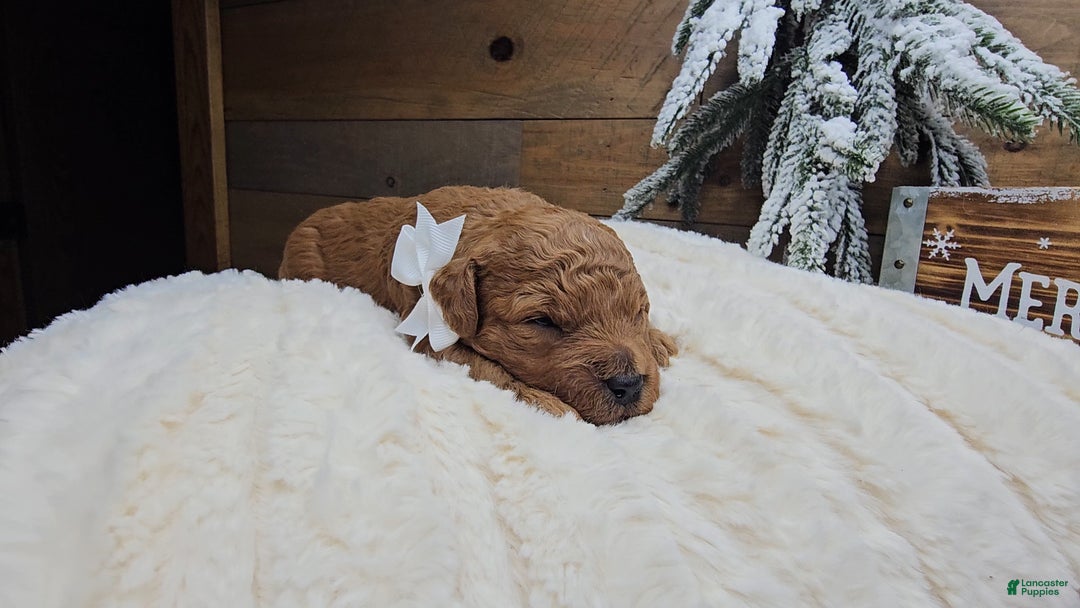 Mini Goldendoodle dogs for sale: Nicholas - Ad 1