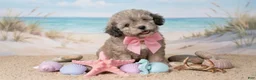 Maltipoo dogs for sale: BABY - Ad 3