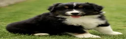 Australian Shepherd dogs for sale: Scout  - Ad 3