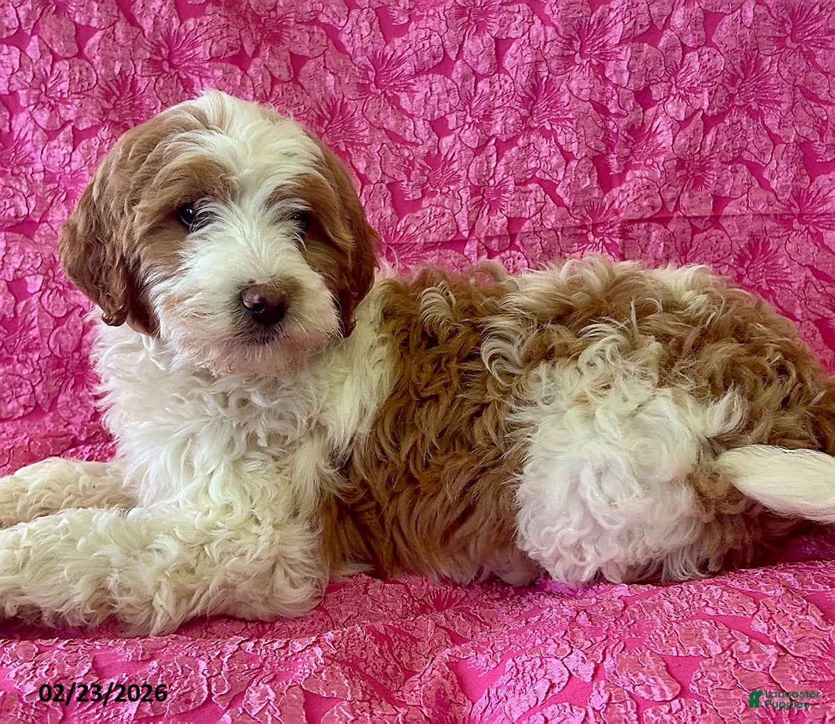 Mini Goldendoodle dogs Iris - Ad 1