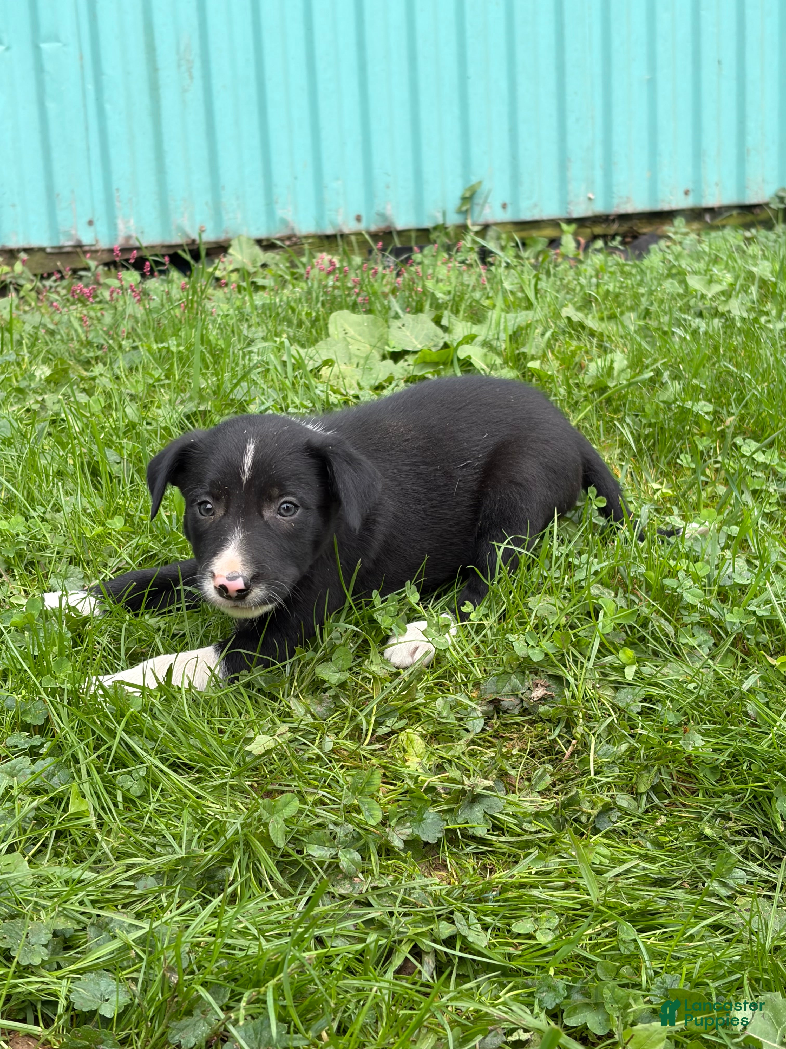 Border Collie dogs for sale: Becky Border Collie  - Ad 25
