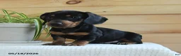 Miniature Dachshund dogs for sale: Sherlock - Ad 3