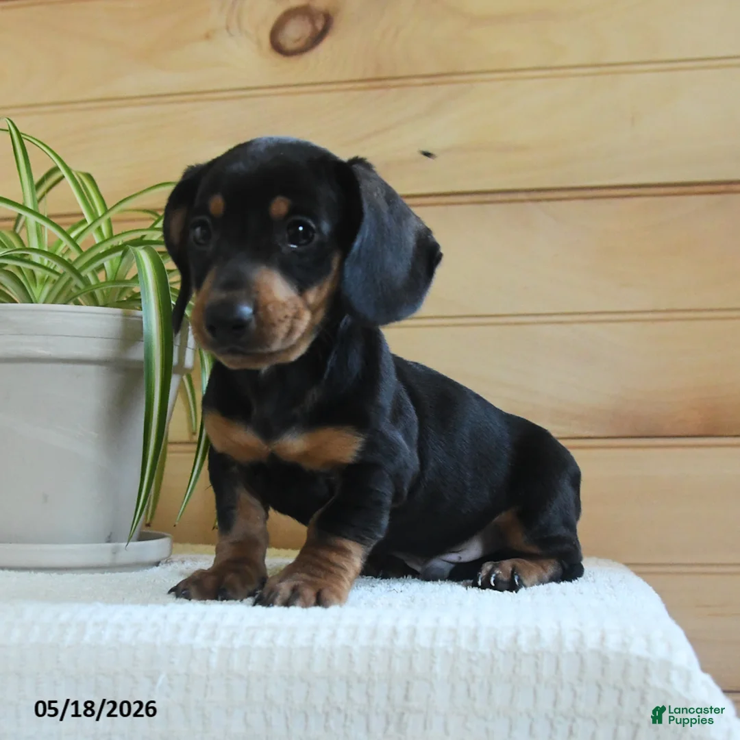 Miniature Dachshund dogs for sale: Sherlock - Ad 3