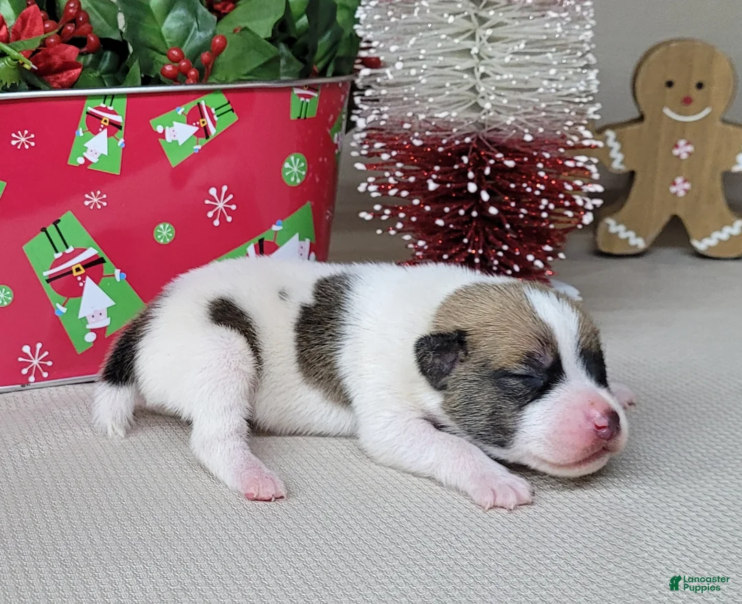 Jack Russell Terrier dogs for sale: Westfork's TATER - Ad 13