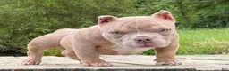 American Bully dogs for sale: Bubba - Ad 6