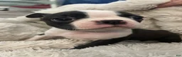 Boston Terrier dogs for sale: Pending - Duncan - Ad 6
