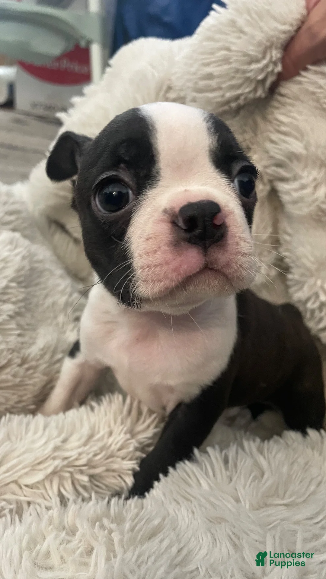 Boston Terrier dogs for sale: Pending - Duncan - Ad 6