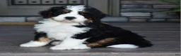 Mini Bernedoodle dogs for sale: Jester - Ad 3