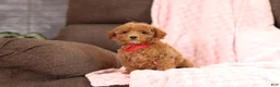 Miniature Poodle dogs for sale: Vince(AKC) - Ad 5