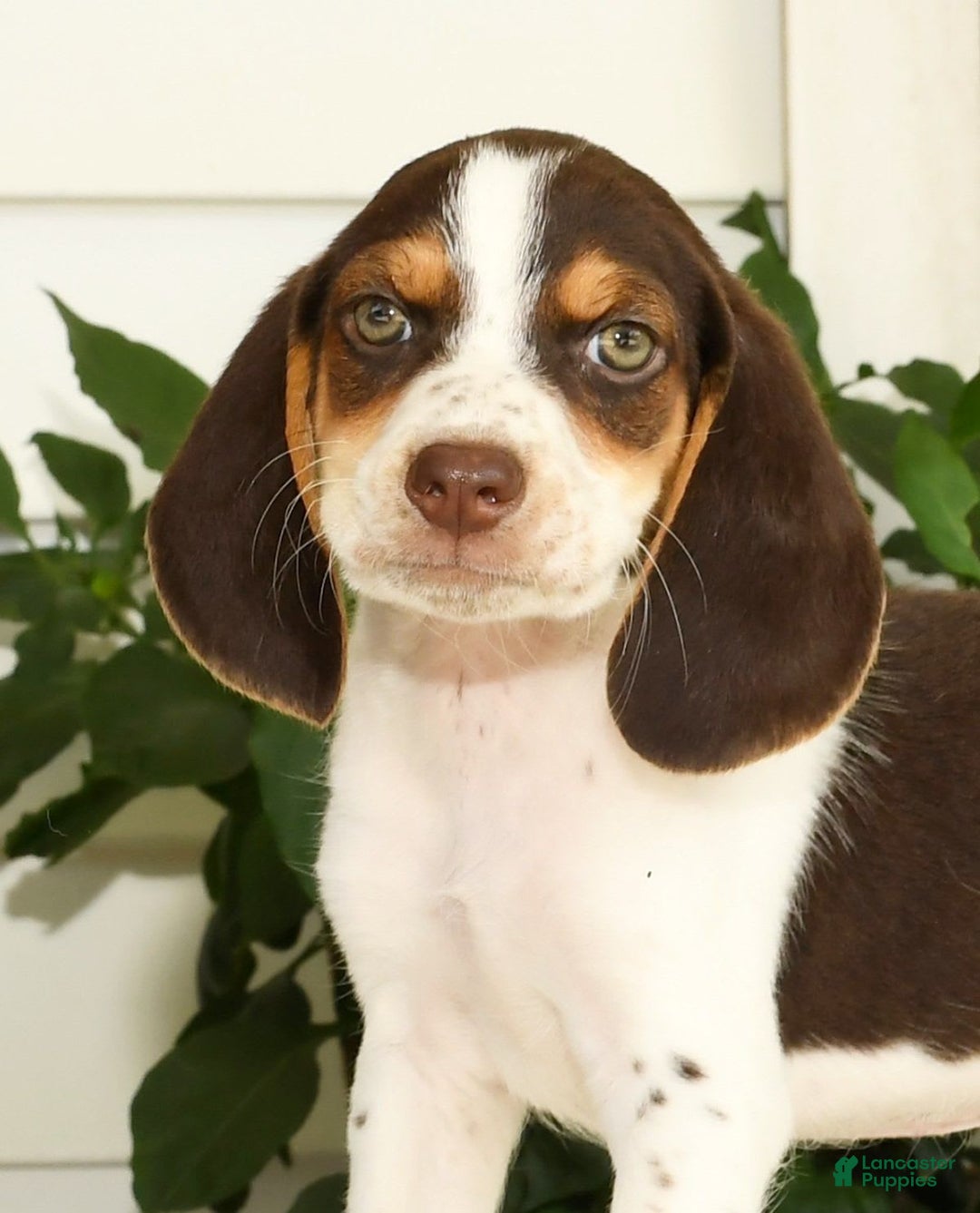 Beagle dogs for sale: Perry - Ad 9