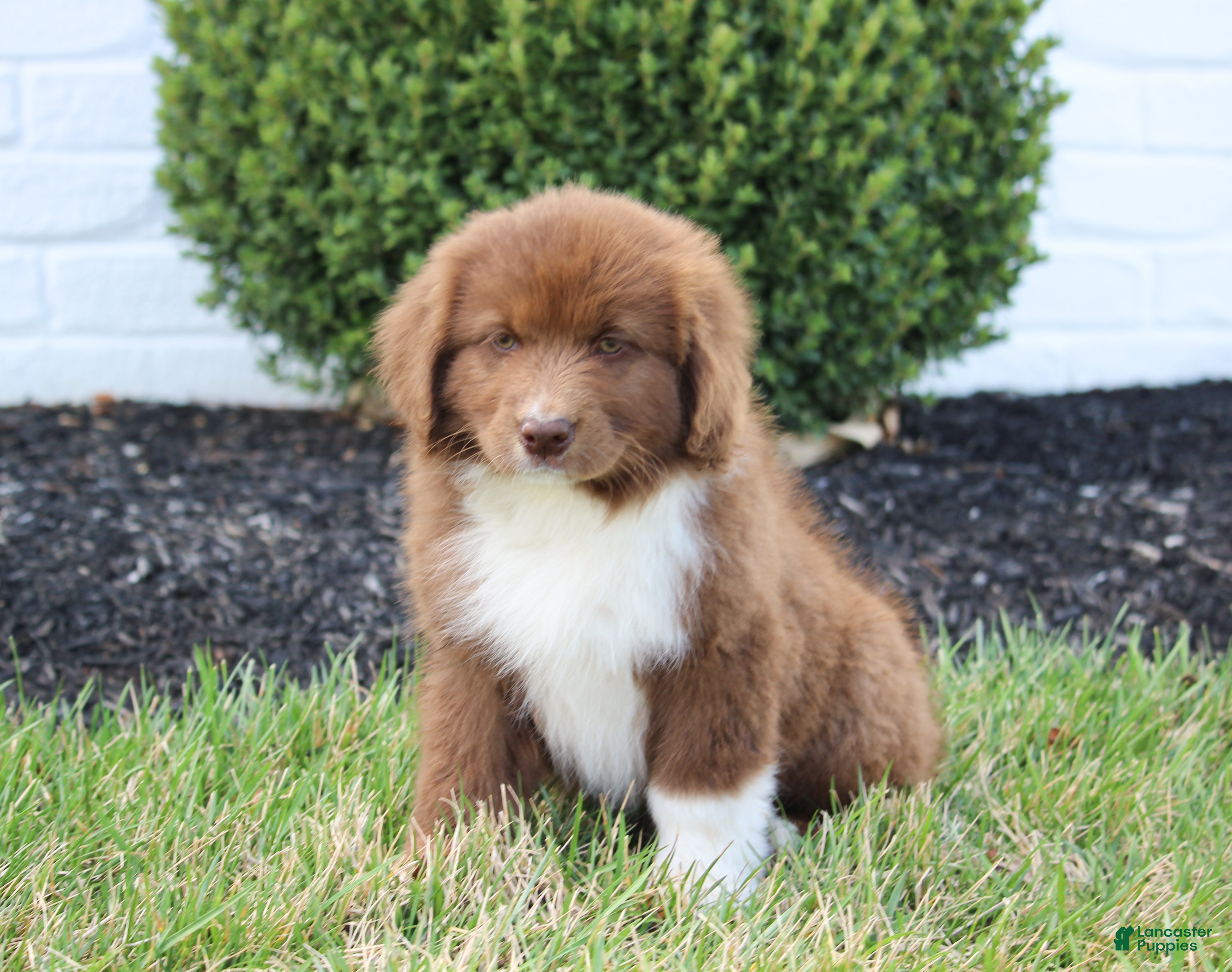 Mixed Breed dogs Molly - Ad 2