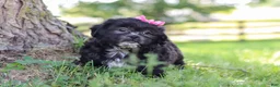 Shih Tzu dogs for sale: Brie - Ad 8