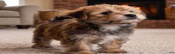 Morkie dogs for sale: Jasper - Ad 8