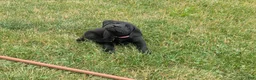 Labrador Retriever dogs for sale: Black Female (Pink) - Ad 5