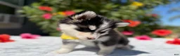 Pomsky dogs for sale: Moon - Ad 8