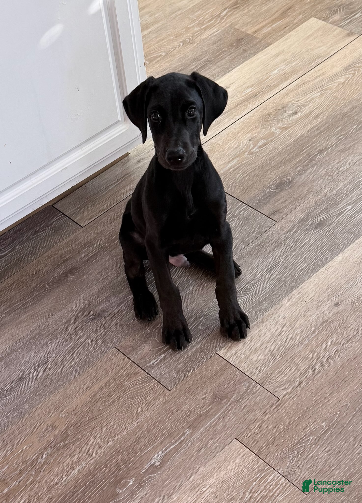Doberman Pinscher dogs Ducati - Ad 1