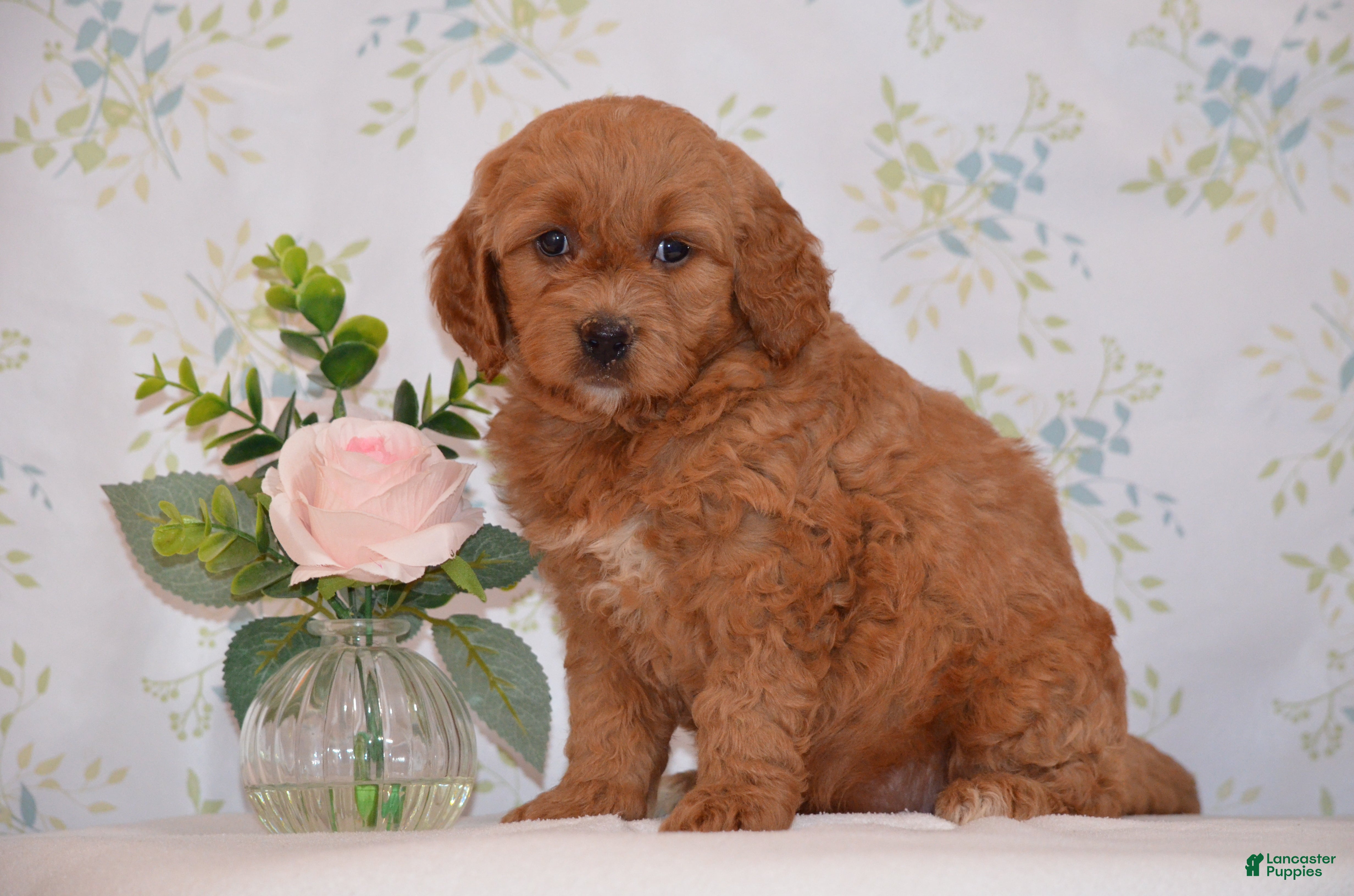 Mini Goldendoodle dogs Ashley  - Ad 1