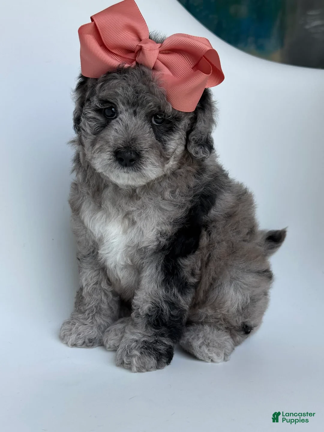 Goldendoodle dogs for sale: G Pink Girl - Ad 1