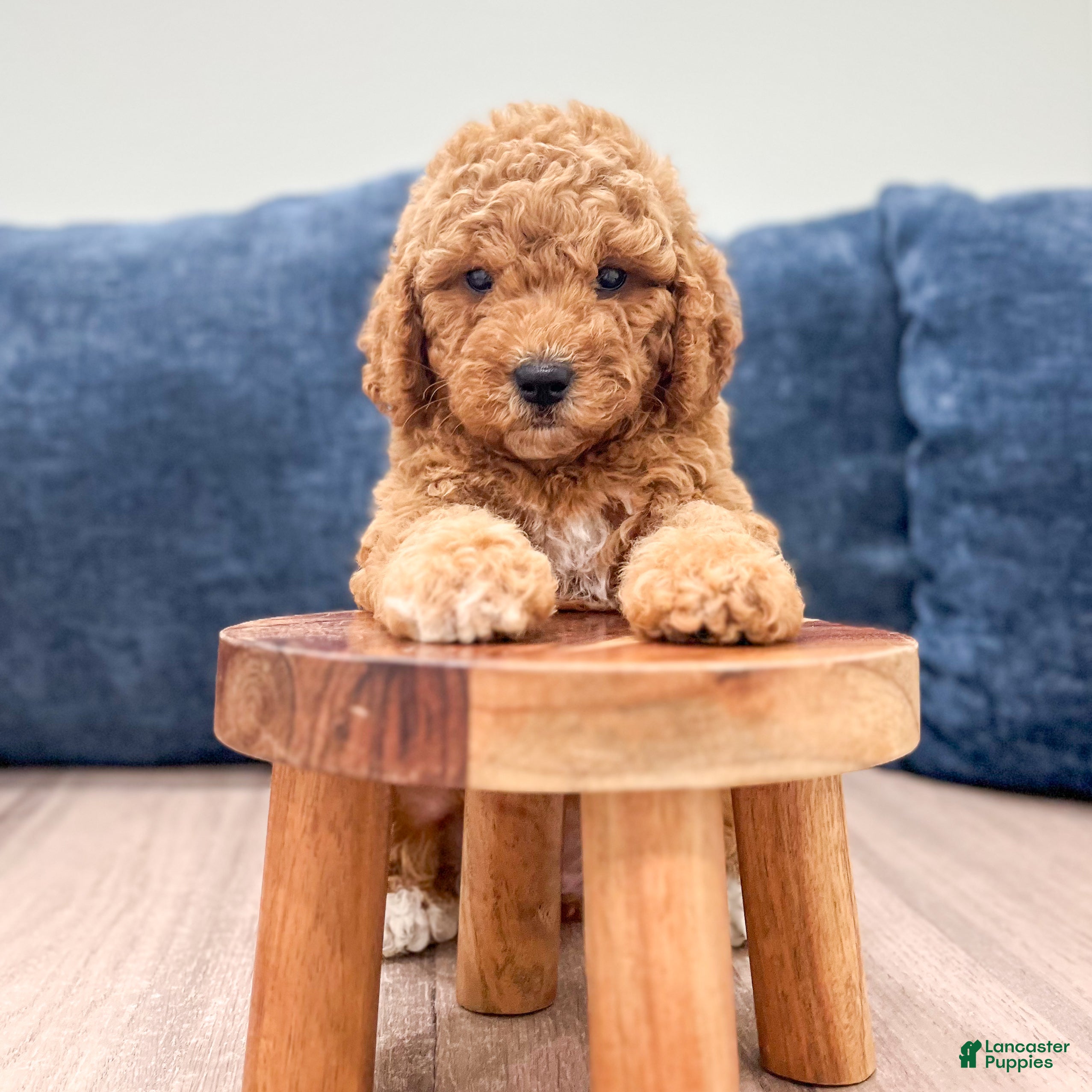 Miniature Labradoodle dogs Helena - Ad 2