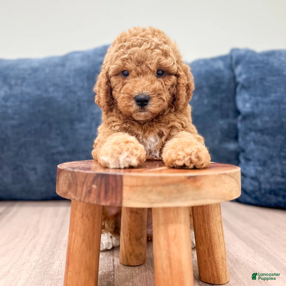 Miniature Labradoodle dogs for sale: Helena - Ad 2