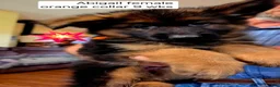 German Shepherd dogs for sale: female - orange collar - Ad 20