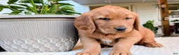 Golden Retriever dogs for sale: Tucker - Ad 1