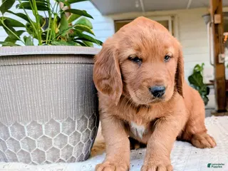 Golden Retriever dogs for sale: Tucker - Ad 1