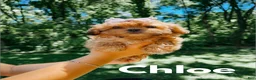Shihpoo dogs for sale: Chloe - Ad 1
