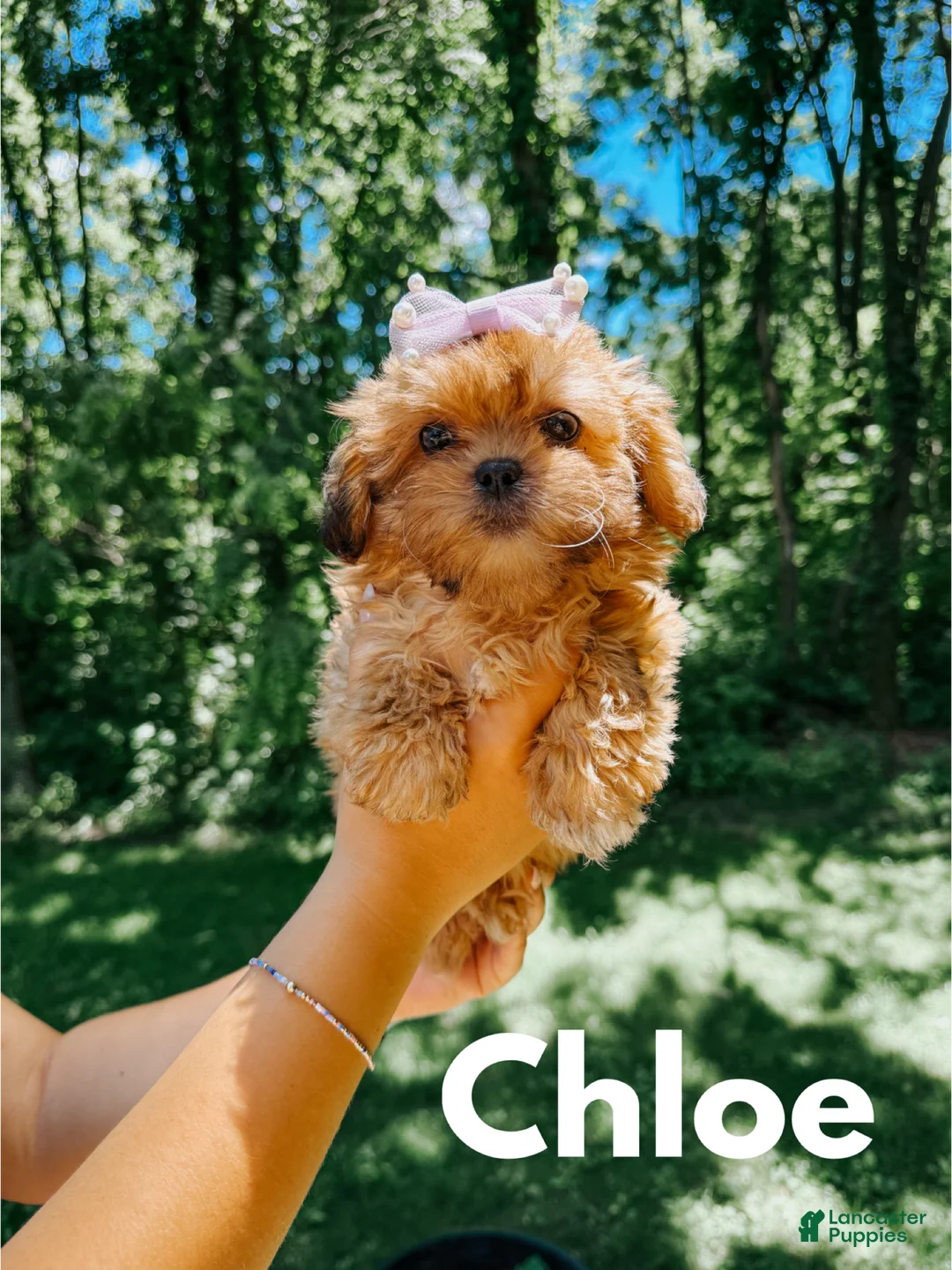 Shihpoo dogs for sale: Chloe - Ad 1