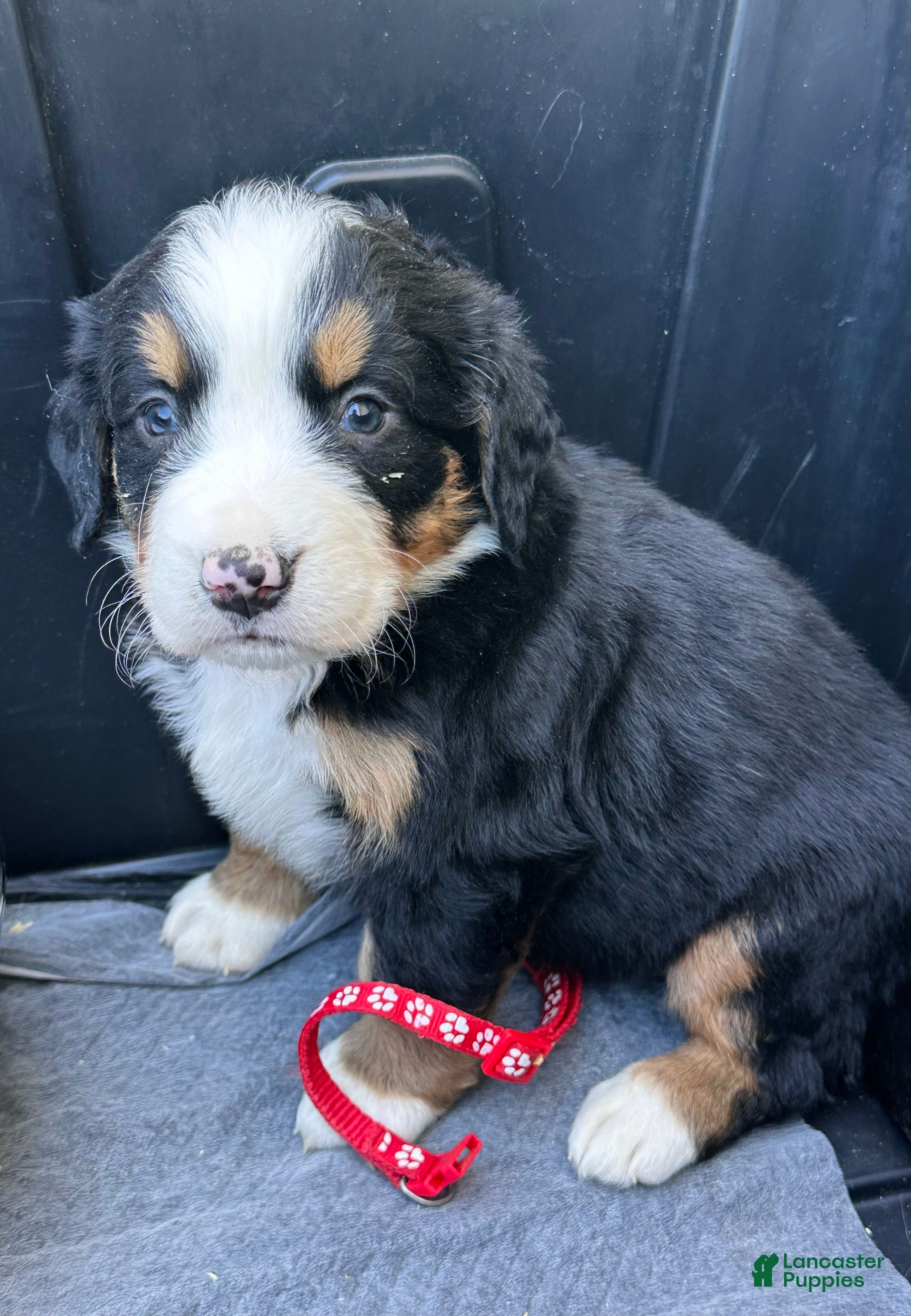 Bernese Mountain Dog dogs Berner bunch - Ad 1