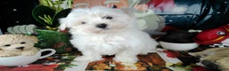 Maltese dogs for sale: ricky - Ad 2