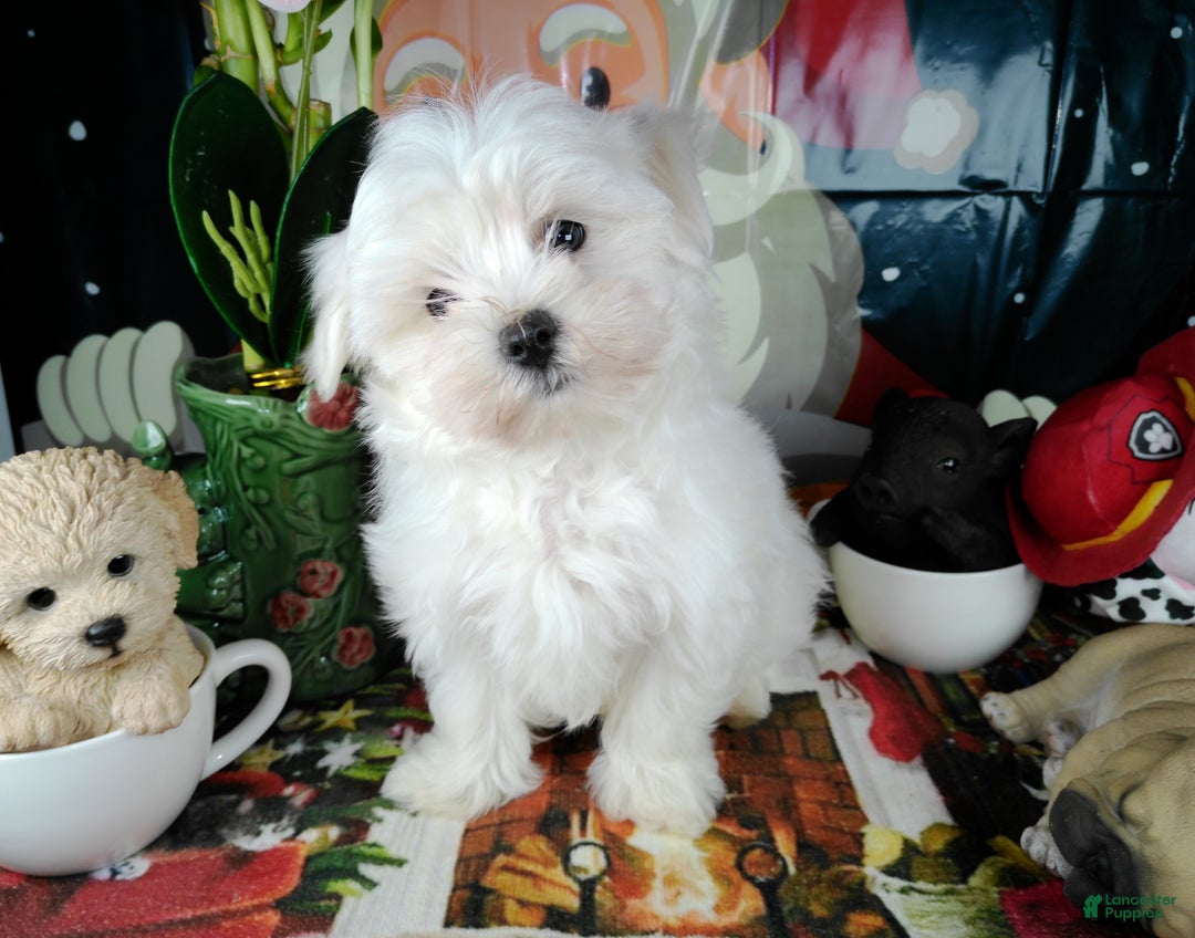 Maltese dogs for sale: ricky - Ad 2