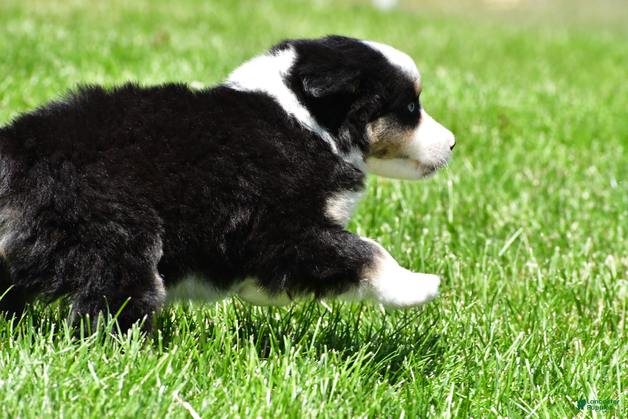 Miniature Australian Shepherd dogs for sale: Connie - Ad 10