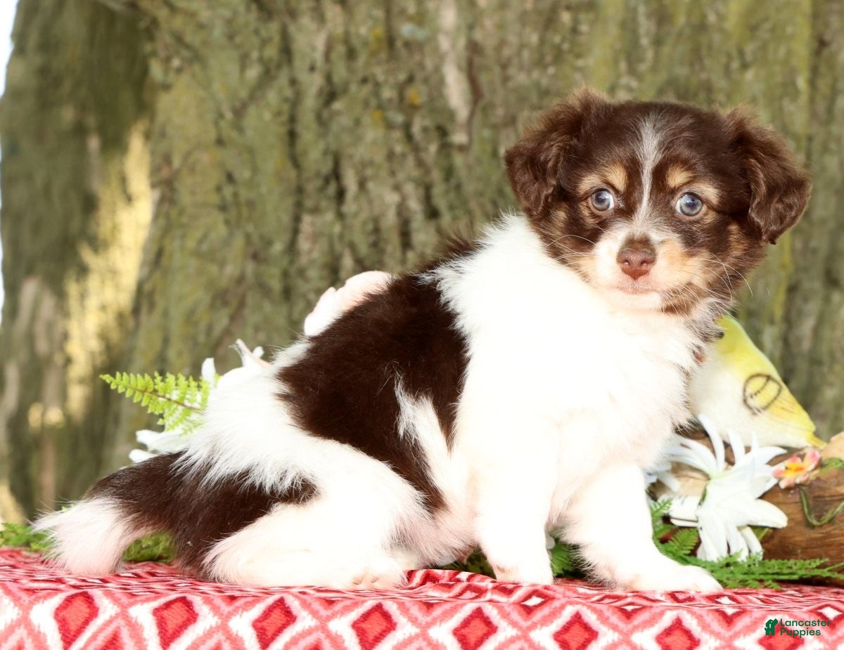 Havanese dogs for sale: Margie - Ad 4