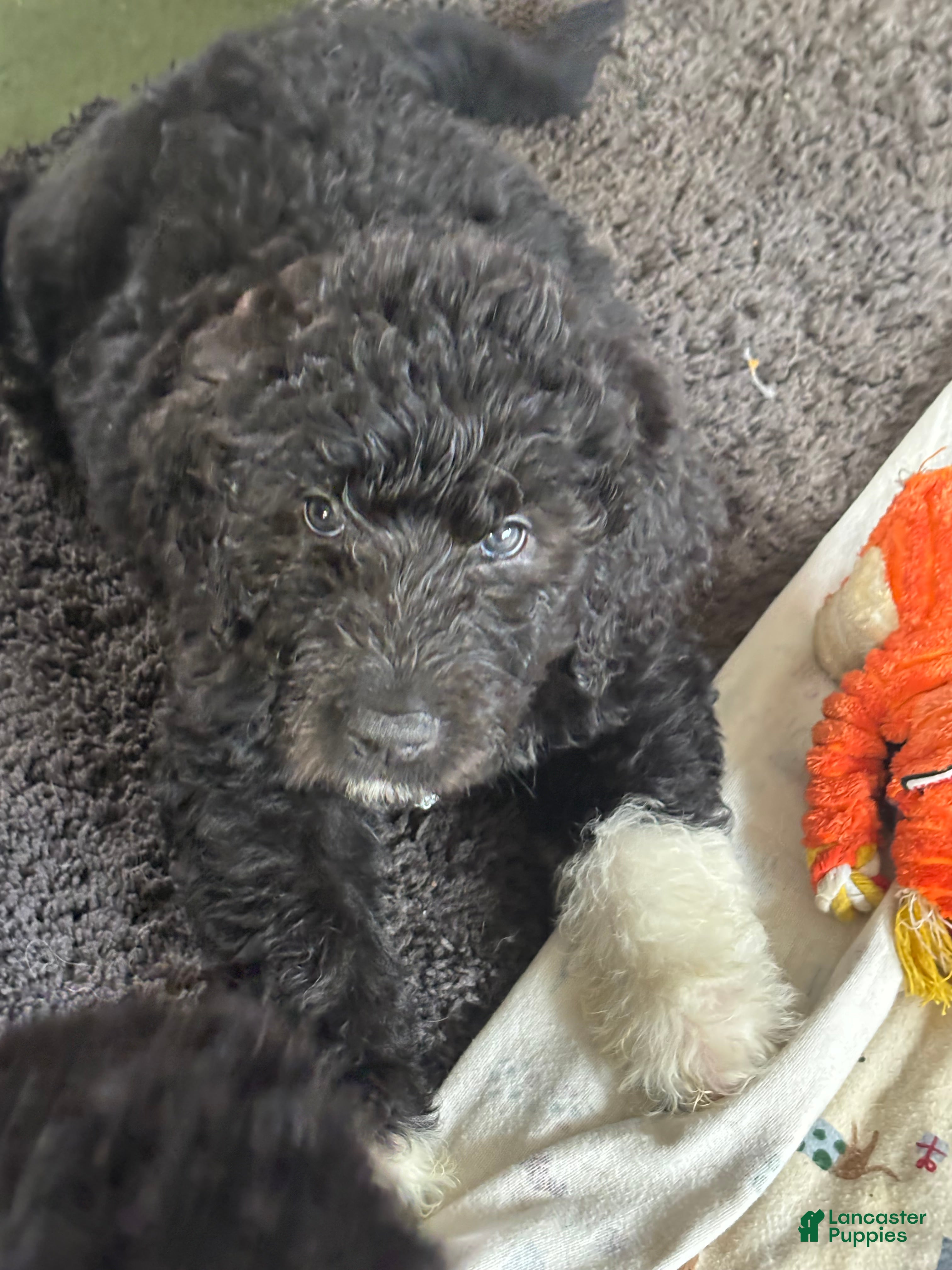 Mixed Breed dogs Mixed Breed Puppy 2 - Ad 20