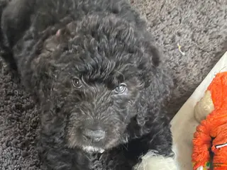 Mixed Breed dogs Mixed Breed Puppy 2 - Ad 20